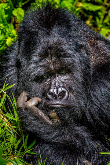 Работа финалиста конкурса "Скукотища". Фото Marcus Westberg / Comedy Wildlife Photography Awards