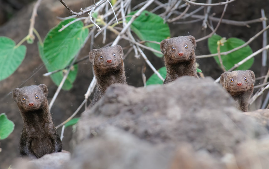 Работа финалиста конкурса "Удивлённые улыбки". Фото Asaf Sereth / Comedy Wildlife Photo Awards 2020.