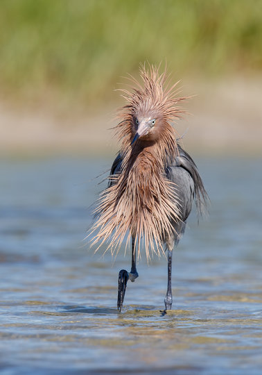 Работа финалиста конкурса "Коронавирусная прическа". Фото Gail Bisson / Comedy Wildlife Photo Awards 2020.
