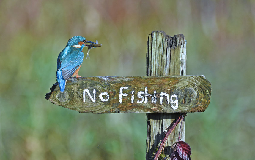 Работа финалиста конкурса. Фото Sally Lloyd-Jones / Comedy Wildlife Photo Awards 2020.