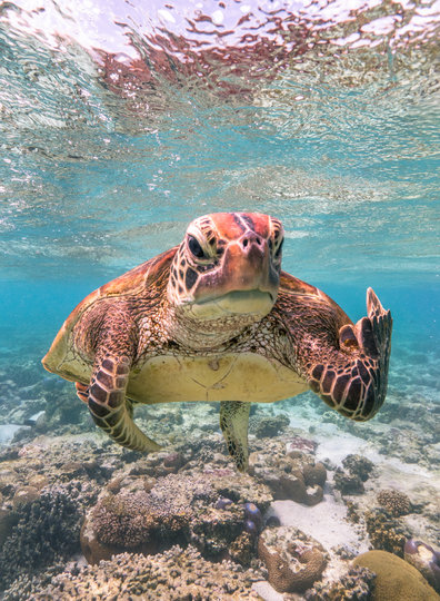 Работа финалиста конкурса. Фото Mark Fitzpatrick / Comedy Wildlife Photography Awards