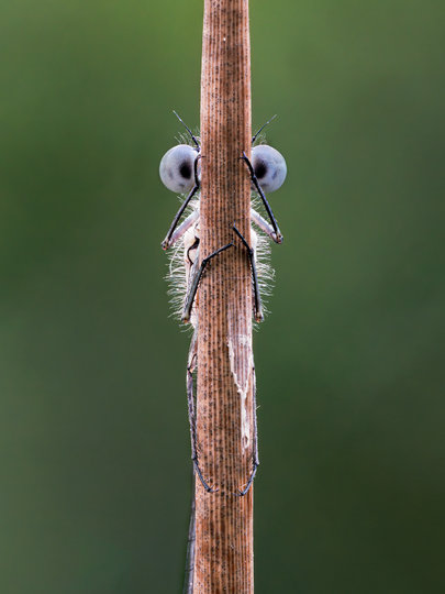 Работа финалиста конкурса "Игра в прятки". Фото Tim Hearn / Comedy Wildlife Photo Awards 2020.