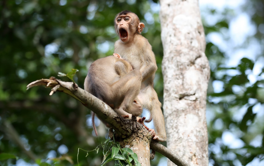 Работа финалиста конкурса "Шуры-муры". Фото Megan Lorenz / Comedy Wildlife Photography Awards