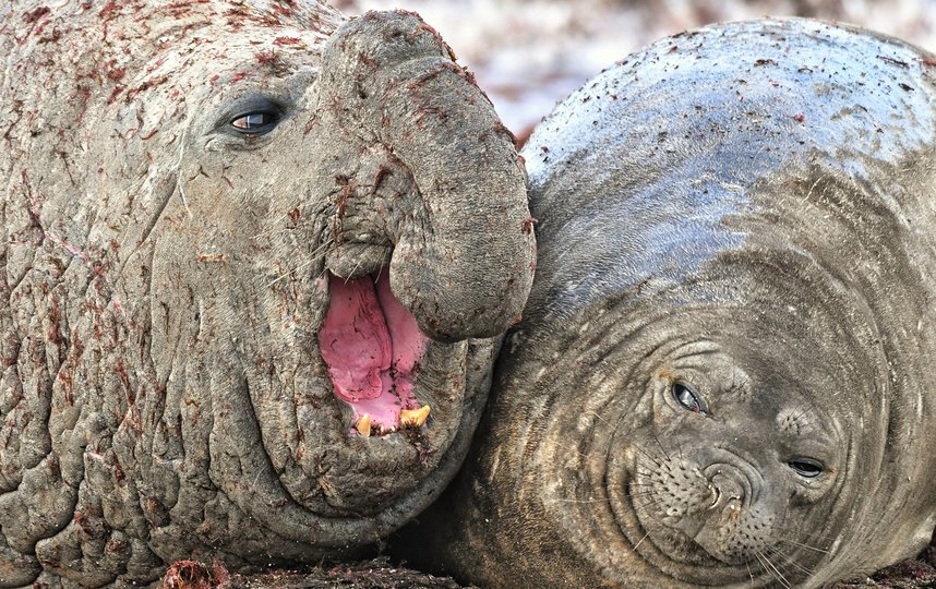 Работа финалиста конкурса. Фото Luis Burgueno / Comedy Wildlife Photo Awards 2020.