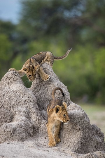 Работа финалиста конкурса "Попался на этот раз!". Фото Olin Rogers / Comedy Wildlife Photo Awards 2020.