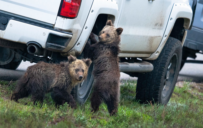 Работа финалиста конкурса. Фото Kay Kotzian / Comedy Wildlife Photo Awards 2020.