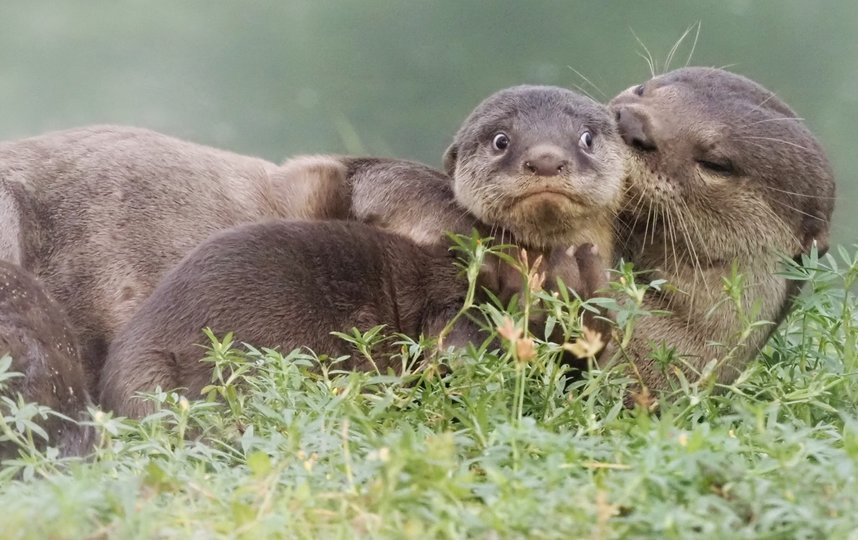 Работа финалиста конкурса "Последний день летних каникул". Фото Max Teo / Comedy Wildlife Photography Awards