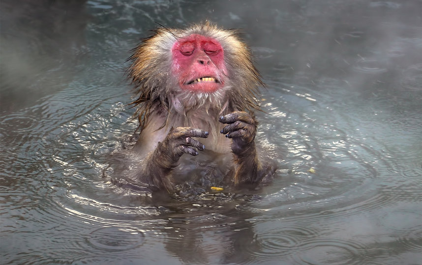 Работа финалиста конкурса. Фото Wei Ping Peng / Comedy Wildlife Photo Awards 2020.