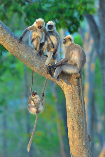 Работа финалиста конкурса "Развлечение на любой возраст". Фото Thomas Vijayan / Comedy Wildlife Photo Awards 2020.
