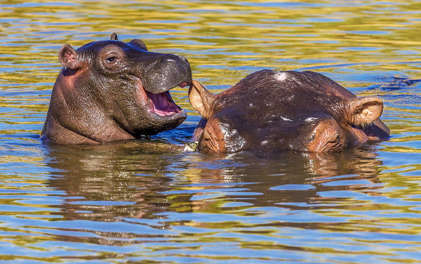 Работа финалиста конкурса "Хохочущие бегемоты". Фото Manoj Shah / Comedy Wildlife Photography Awards