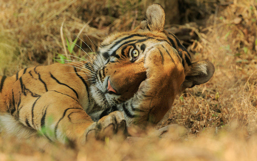 Работа финалиста конкурса. Фото Jagdeep Rajput / Comedy Wildlife Photo Awards 2020.