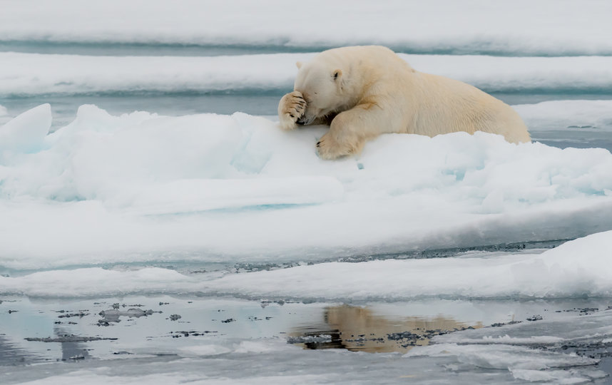 Работа финалиста конкурса. Фото Jacques Poulard / Comedy Wildlife Photo Awards 2020.