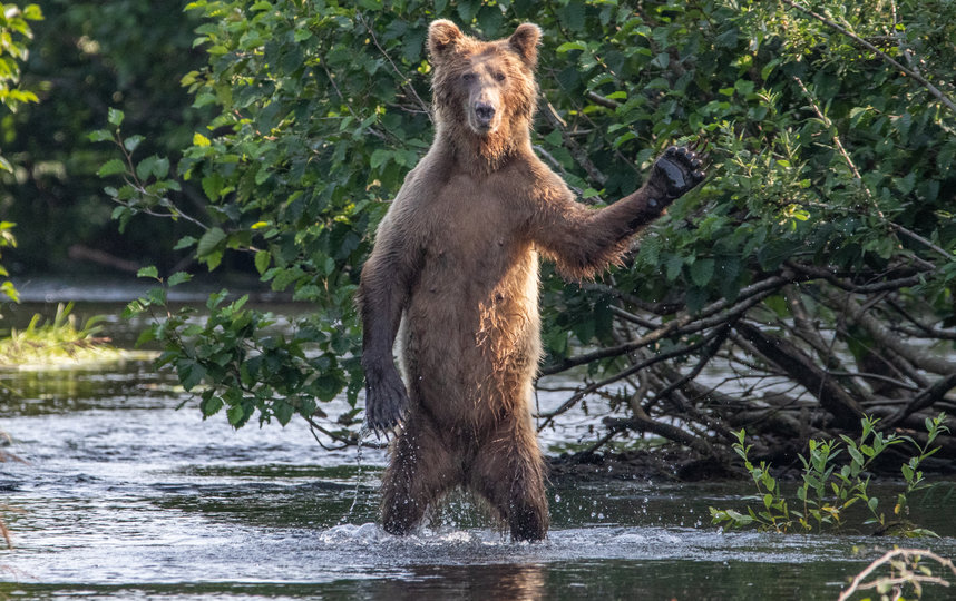 Работа финалиста конкурса "Всем привет!". Фото Eric Fisher / Comedy Wildlife Photo Awards 2020.