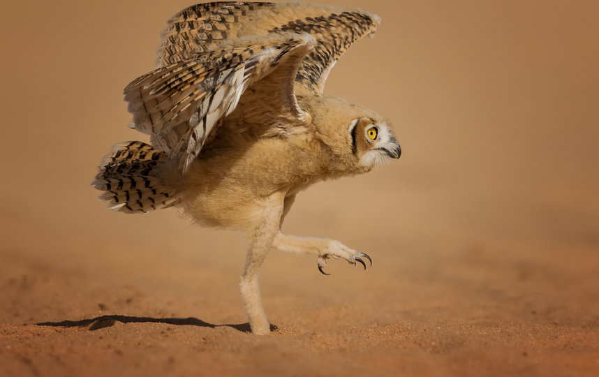 Работа финалиста конкурса. Фото Nader Al-Shammari / Comedy Wildlife Photo Awards 2020.