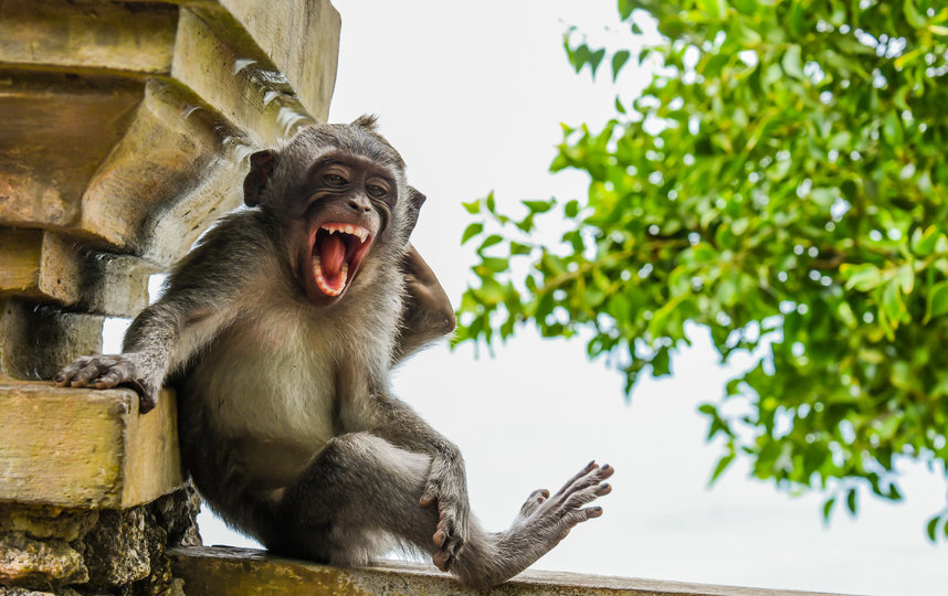 Работа финалиста конкурса. Фото Luis Marti / Comedy Wildlife Photo Awards 2020.