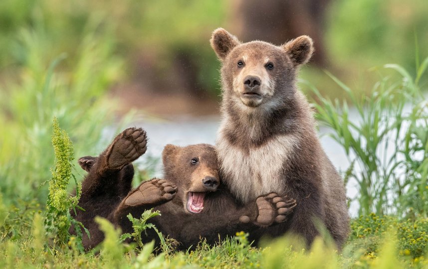Работа финалиста конкурса. Фото Yarin Klein / Comedy Wildlife Photo Awards 2020.