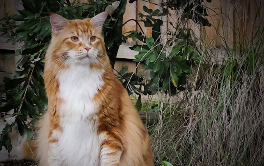 Кот Омар. Фото Скриншот Instagram/omar_mainecoon