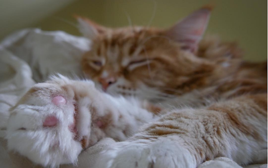 Кот Омар. Фото Скриншот Instagram/omar_mainecoon