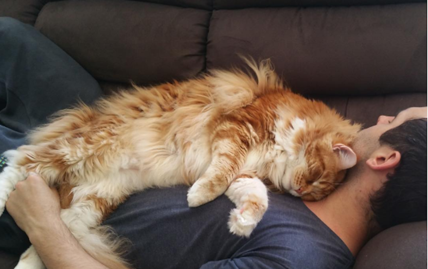 Кот Омар. Фото Скриншот Instagram/omar_mainecoon