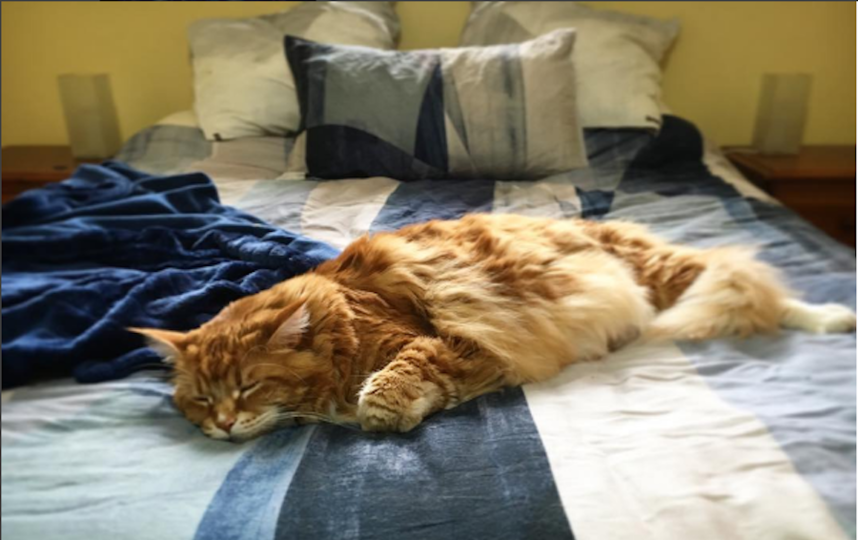 Кот Омар. Фото Скриншот Instagram/omar_mainecoon