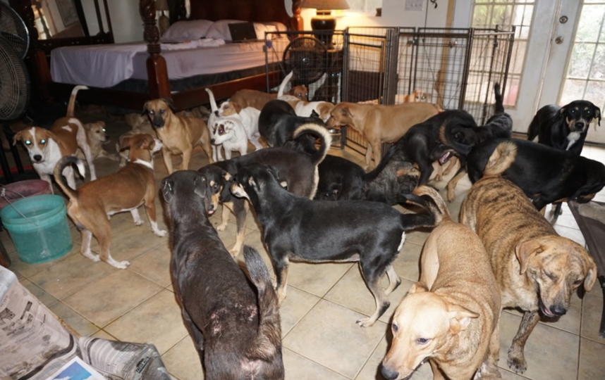 Жительница Багам приютила в своём доме почти 100 собак во время урагана "Дориан"