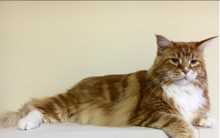 Кот Омар. Фото Скриншот Instagram/omar_mainecoon