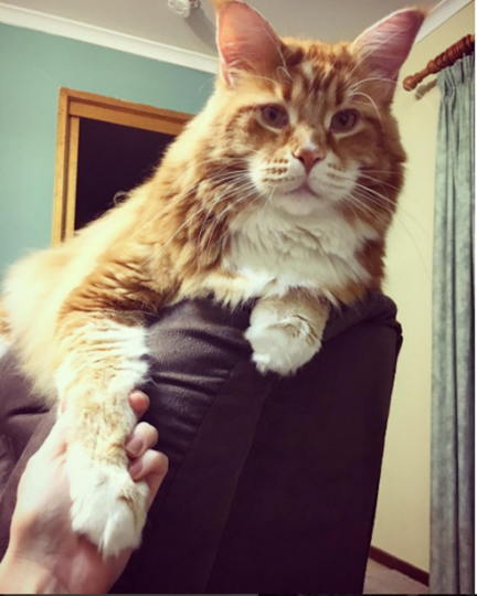 Кот Омар. Фото Скриншот Instagram/omar_mainecoon
