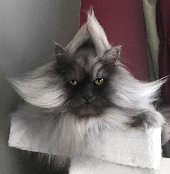 Злой кот Джуно. Фото скриншот: instagram.com/junotheangrycat/