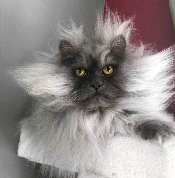 Злой кот Джуно. Фото скриншот: instagram.com/junotheangrycat/