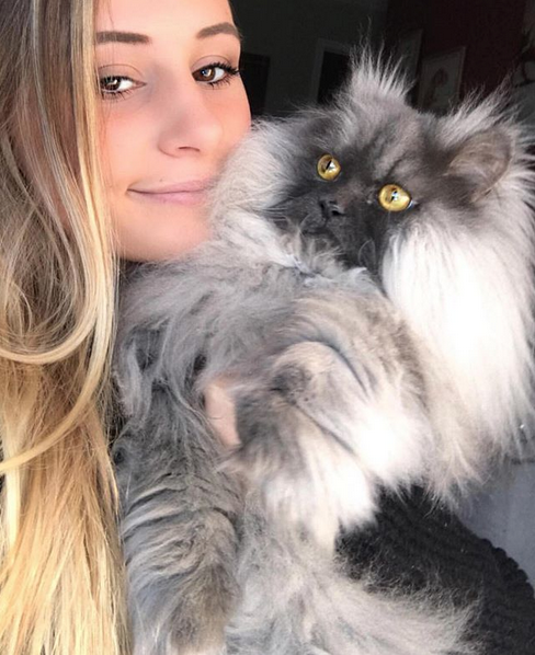 Злой кот завоевал любовь пользователей в Instagram