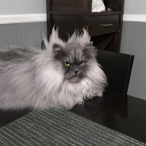 Злой кот Джуно. Фото скриншот: instagram.com/junotheangrycat/