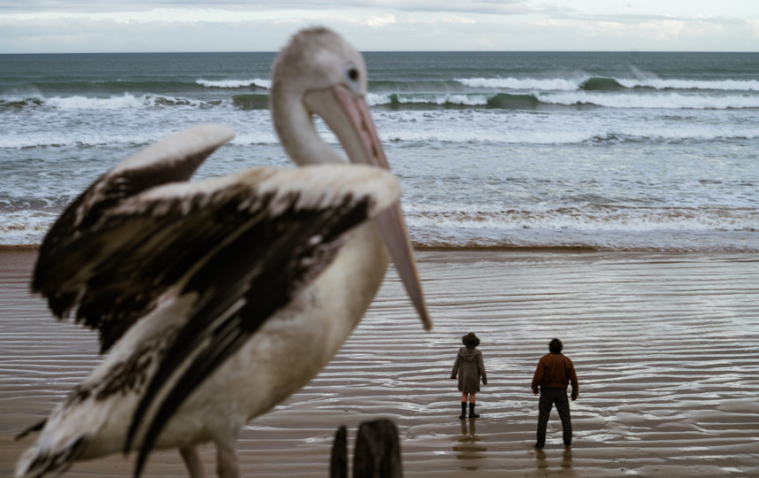 Фильм о пеликане. Фото "Пионер"
