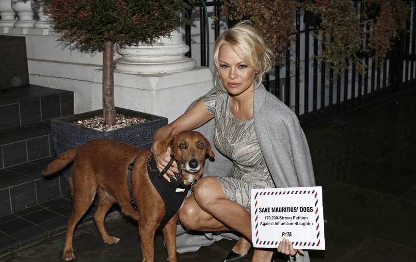 Памела Андерсон. Фото Getty