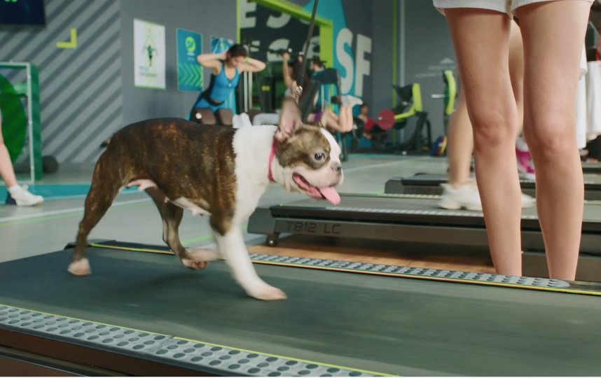 Собака в "Фитнесе". Фото Предоставлено пресс-службой телеканала "Супер".