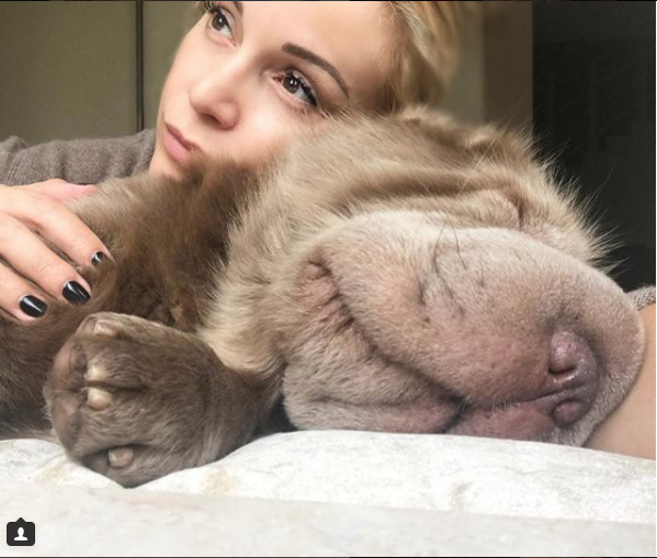 Скриншот instagram.com/olgaorlova1311/?hl=ru.