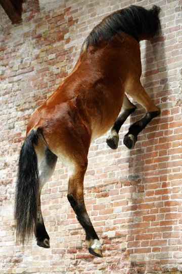 Работа Маурицио Каттелана, послужившая вдохновением для фотоссессии.