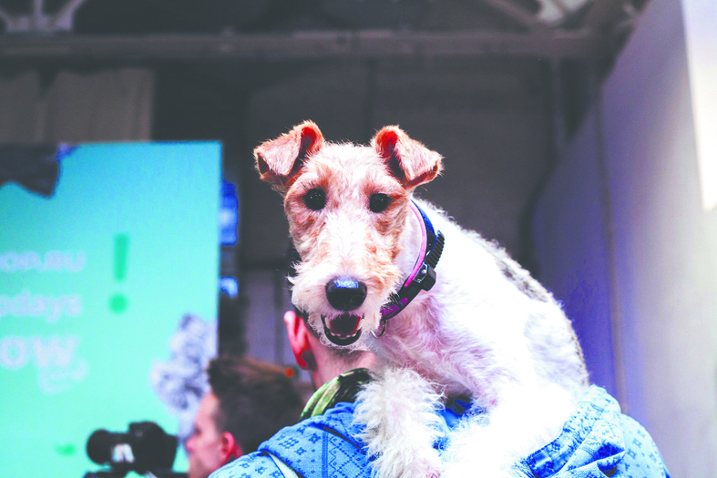 Petshop Days. Фото предоставлено организаторами