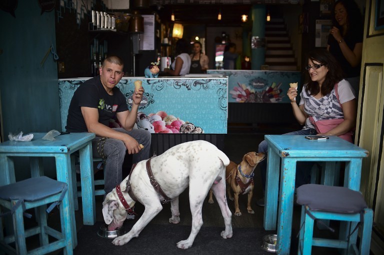 Четвероногие клиенты кафе, где продают мороженое для собак. Фото AFP
