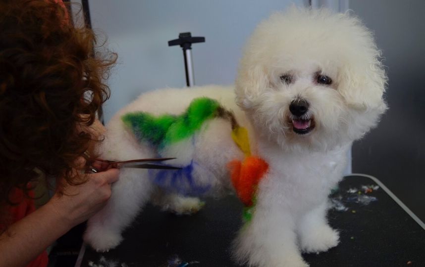 Варианты окрашивания. Фото Салон "Панда"