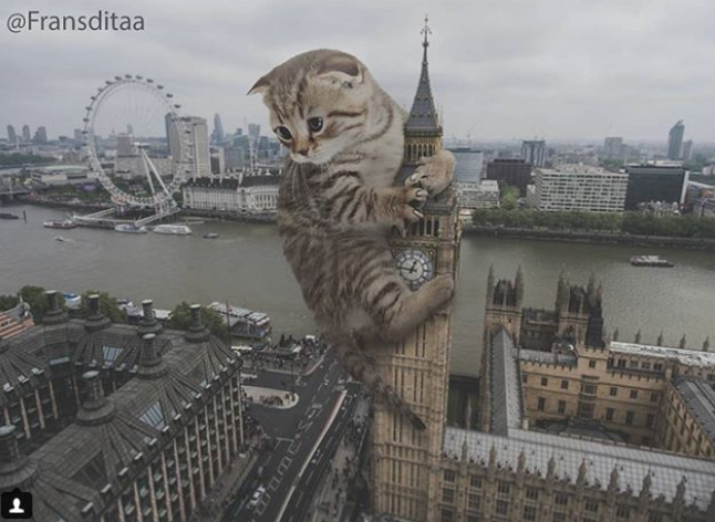 Огромные коты захватили города: фотопроект привлекает внимание к животным