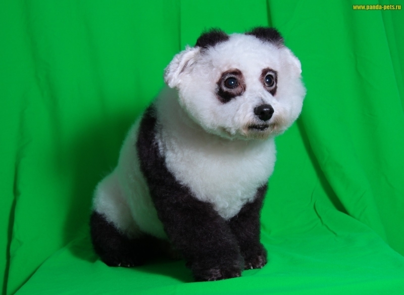 Варианты окрашивания. Фото Салон "Панда"