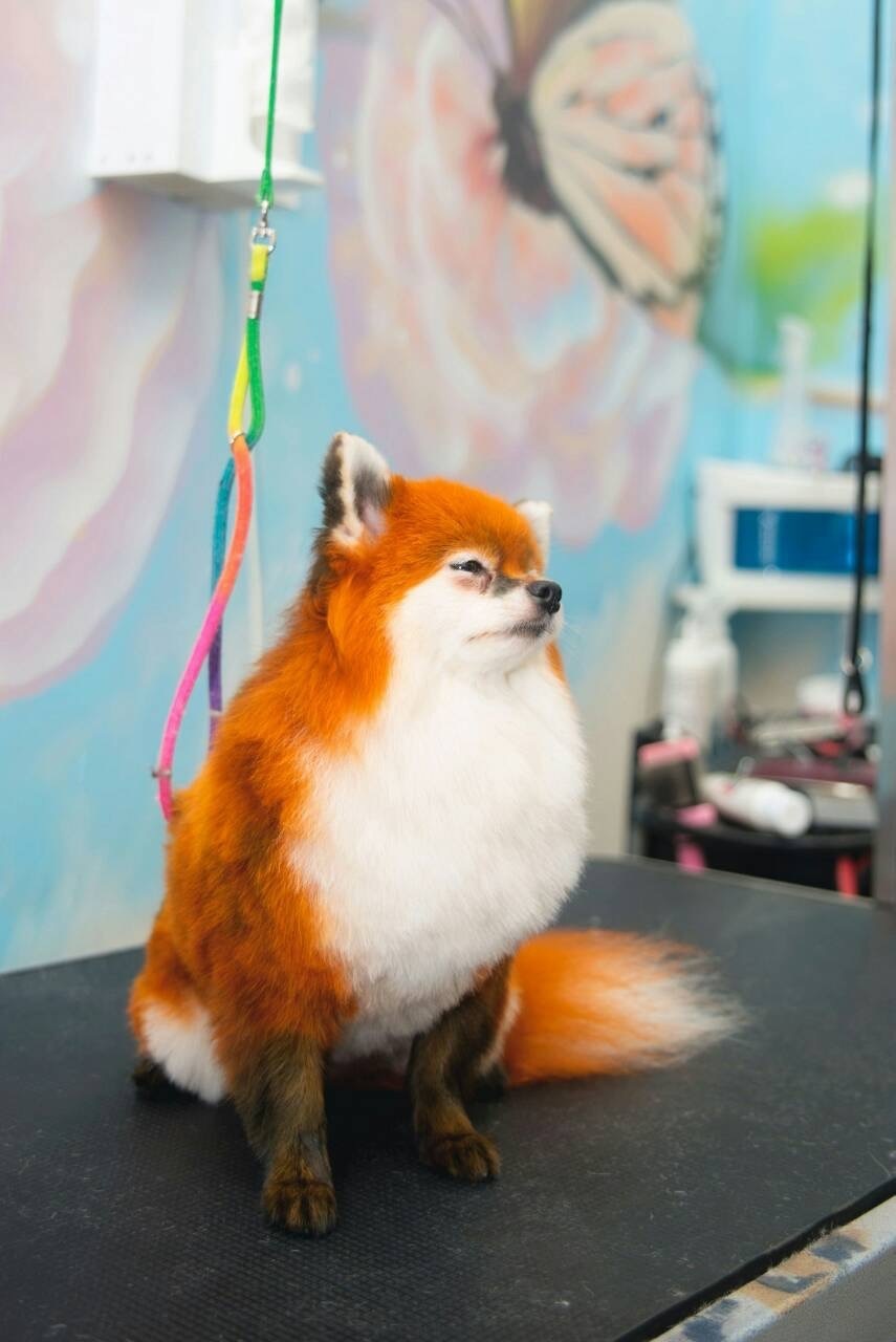 Варианты окрашивания. Фото Салон "Панда"