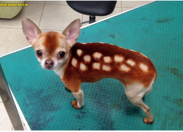 Варианты окрашивания. Фото Салон "Панда"