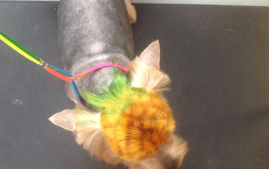 Варианты окрашивания. Фото Салон "Панда"