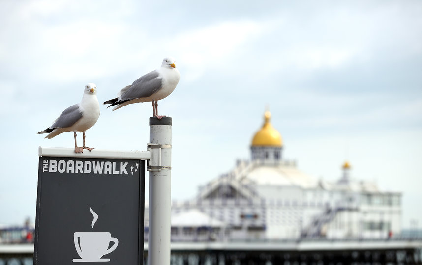 Чайки в Великобритании. Фото Getty