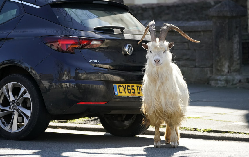 Козы в Уэльсе. Фото Getty