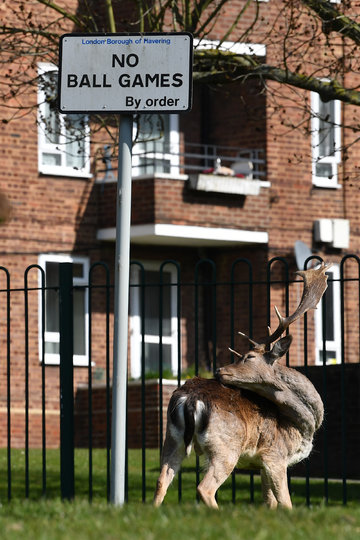 Олень перед жилым комплексом в восточном Лондоне. Фото AFP