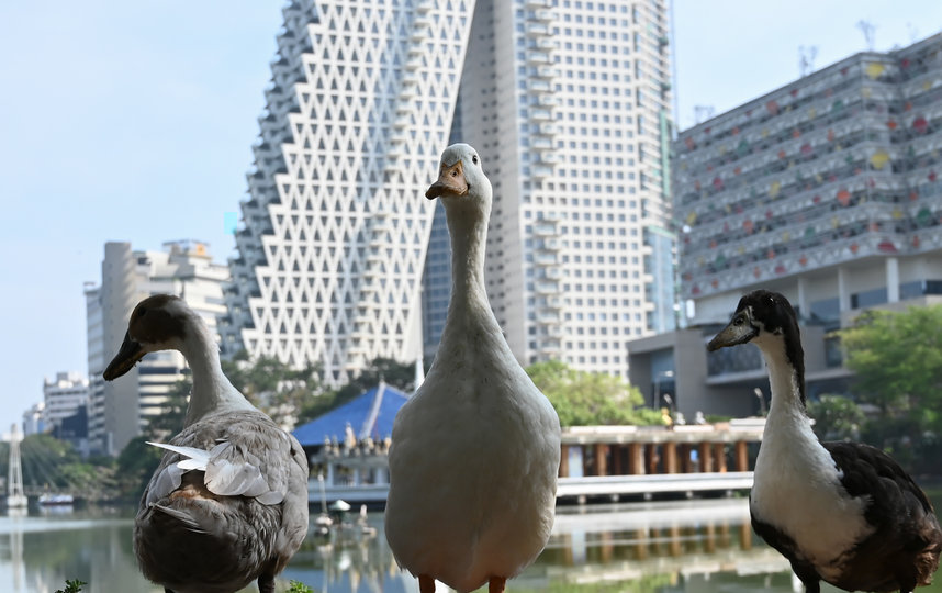 Утки в Коломбо, Шри-Ланка. Фото AFP