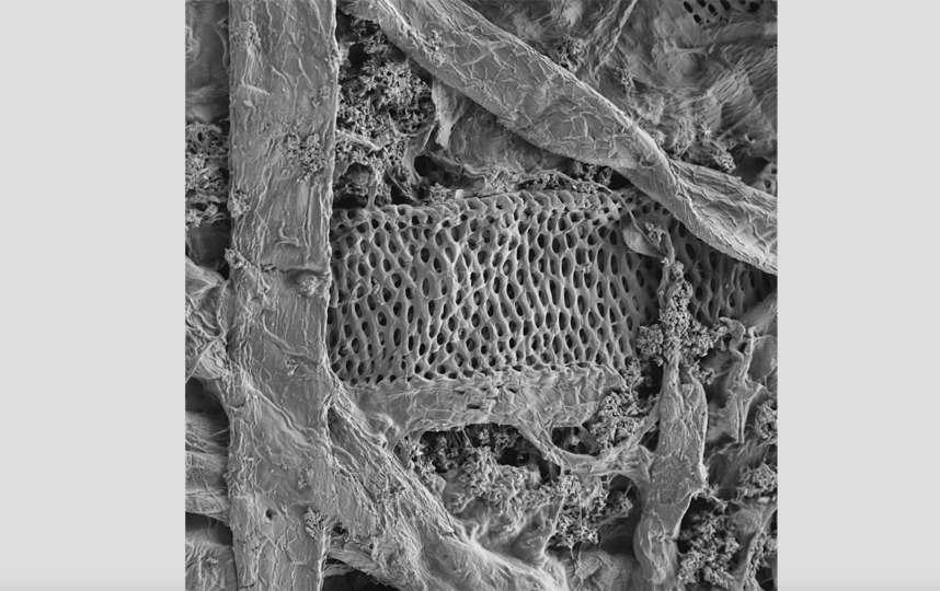 Автор Pavel.Somov. Фото предоставлено пресс-службой канала "Наука"