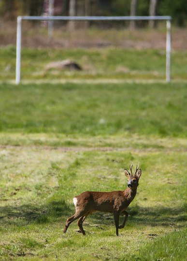 Олень на футбольном поле во французском городе Реймс. Фото AFP